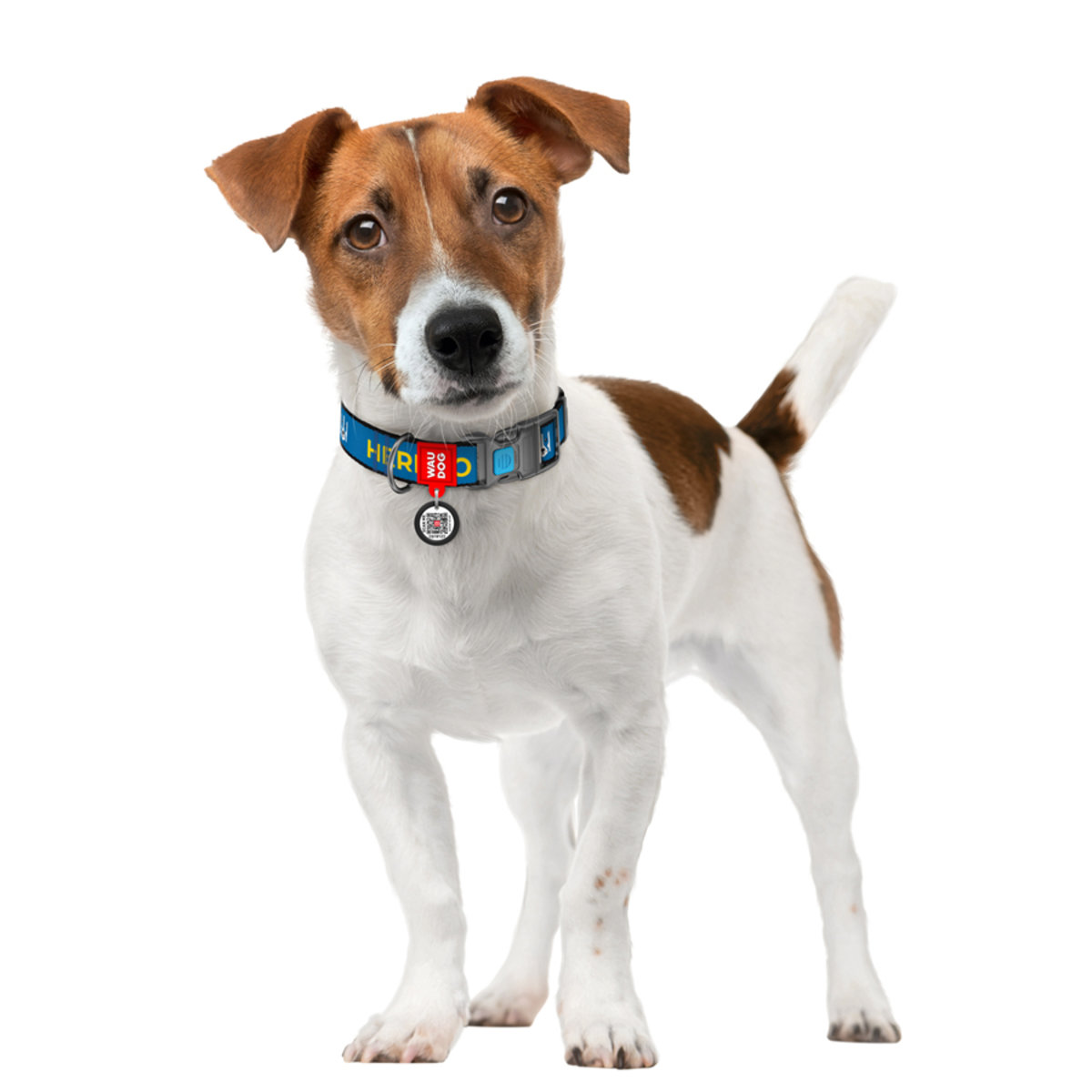 Collar for dogs nylon WAUDOG Nylon with QR passport, plastic fastex